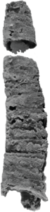 Lepidocoleus caliburnus