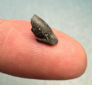 Hatchling beak