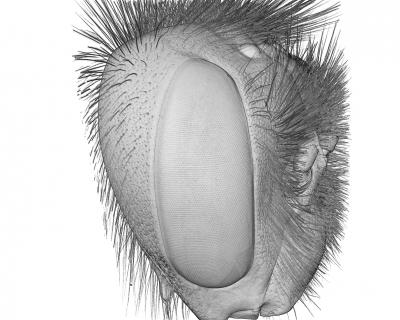 Head of a Bumblebee 