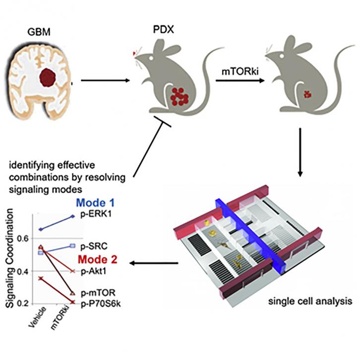 Single-Cell Phosphoproteomic Analysis of Patient Glioblastoma