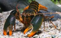 <i>Cherax snowden</i> 2