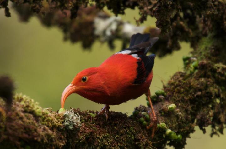 'I'iwi