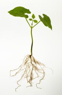 Common Bean Seedling