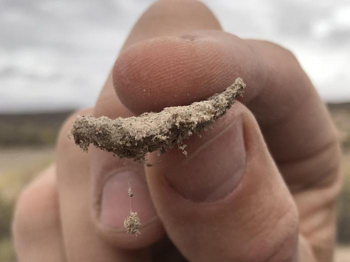 drylands soil sample