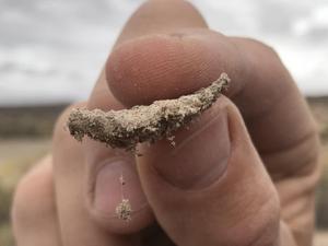 drylands soil sample