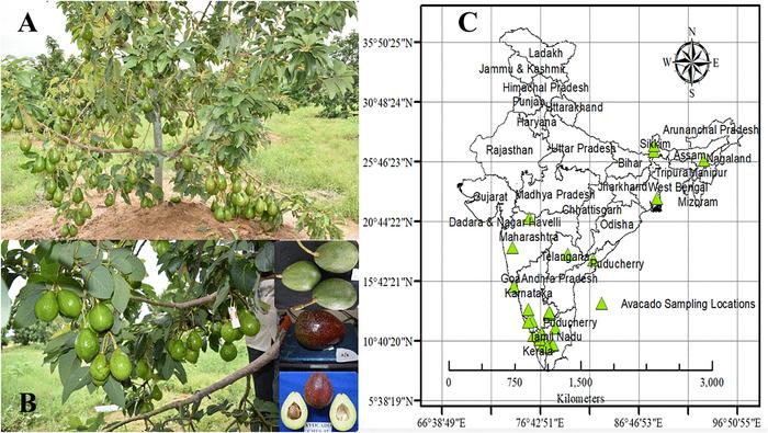 Climate-driven shifts in avocado suitability zones in India: Insights from ensemble modelling and niche hypervolume
