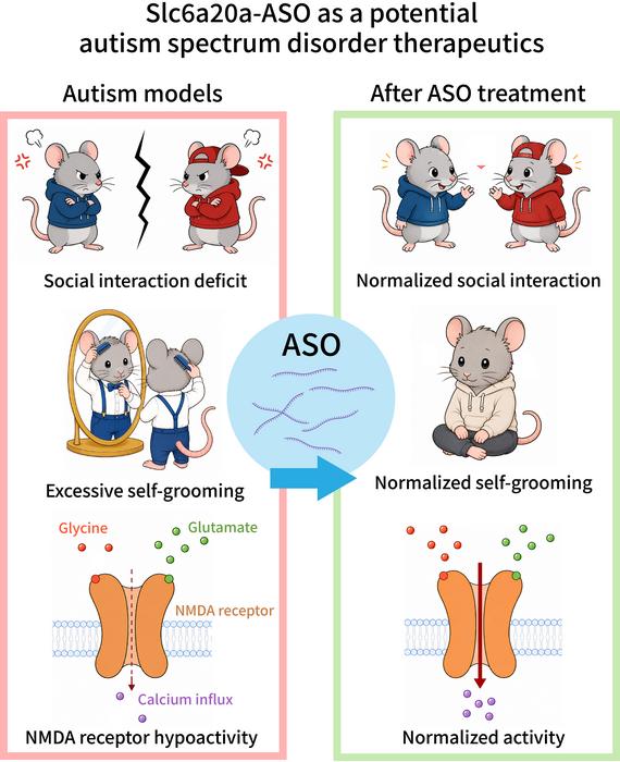 Figure 1. Treatment of mutant autism mouse models and human cortical organoids using Slc6a20a/SLC6A20-ASO