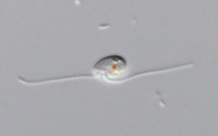 A light micrograph of Glissandra oviformis