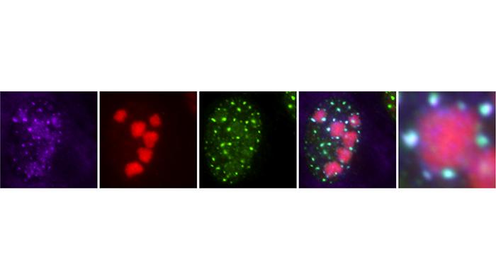Accumulation of viral messenger RNA into nuclear speckles