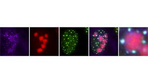Accumulation of viral messenger RNA into nuclear speckles