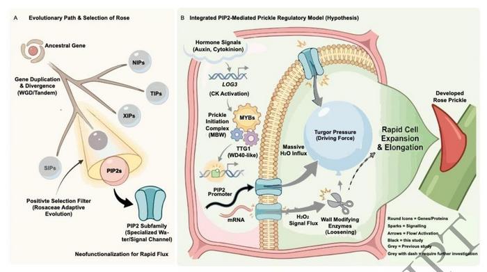 Evolutionary Origin and Proposed PIP2-Mediated Regulatory Model of Rose Prickles.