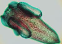 A Juvenile Tapeworm That Infects the Kellet's Whelk