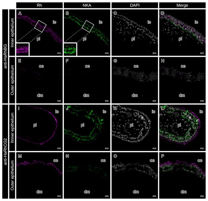 Localization of RhBG and RhCG2 in the Seahorse Brood-Pouch Epithelium