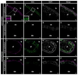 Localization of RhBG and RhCG2 in the Seahorse Brood-Pouch Epithelium