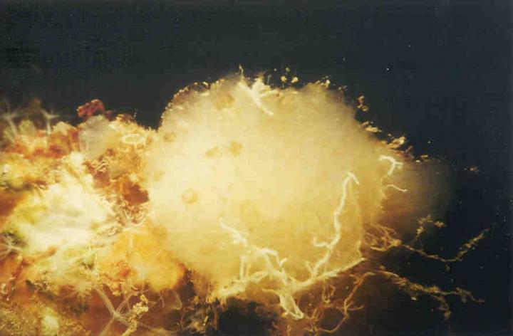 <em>Aplidium albicans</em>