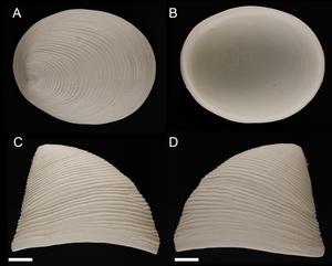 Figure 3_holotype shell