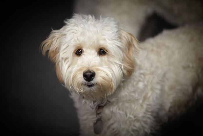 Comparing undesirable behaviours between ‘designer’ Poodle-cross dogs and their purebred progenitor breeds