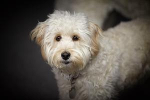 Comparing undesirable behaviours between ‘designer’ Poodle-cross dogs and their purebred progenitor breeds