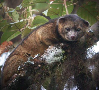 <i>Bassaricyon neblina</i> (1 of 3)