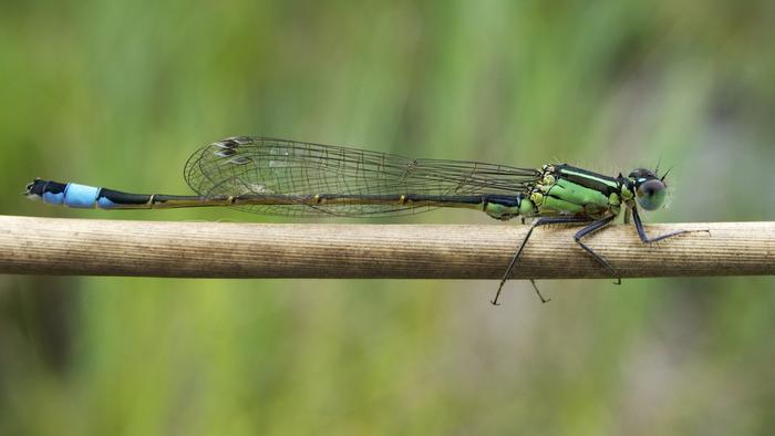 Blue-tailed female damselfly