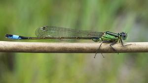 Blue-tailed female damselfly