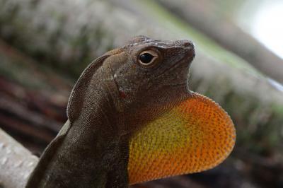 <I>Anolis cristatellus</I>