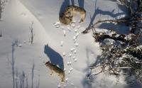 Wolves in the snow