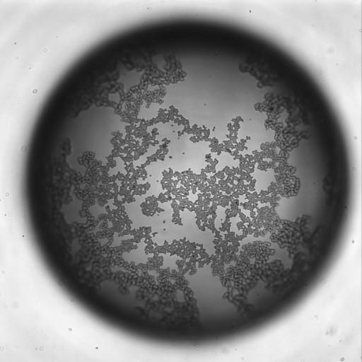 Coated Bubble