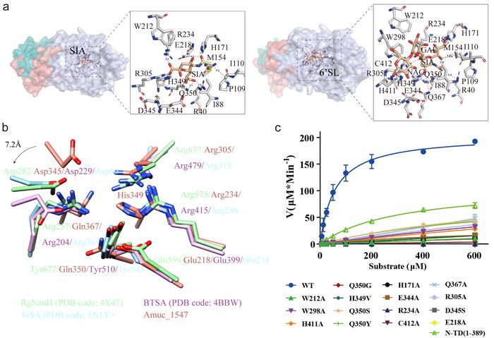 AlphaFold3-Predicted Substrate Interactions and Catalytic Site Conservation of Amuc_1547.