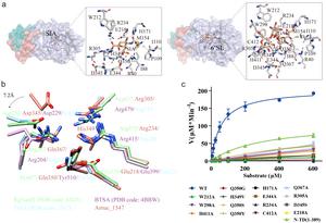 AlphaFold3-Predicted Substrate Interactions and Catalytic Site Conservation of Amuc_1547.