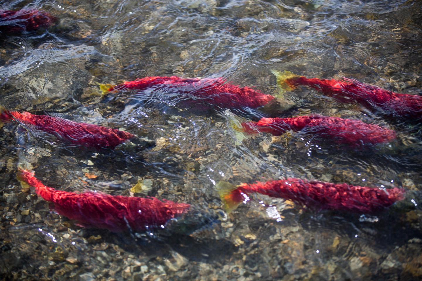 Sockeye Migrating