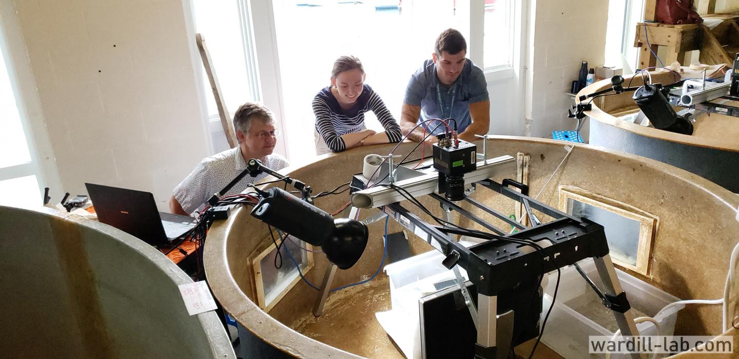 Cuttlefish Use Depth Perception Similar to Vertebrate Vision When Hunting Prey (9 of 9)