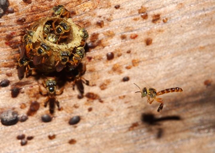 Tetragonisca Angustula Nest
