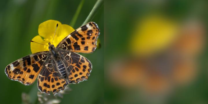 Map Butterfly, <i>Araschnia levana</i>