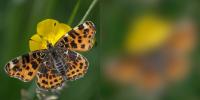 Map Butterfly, <i>Araschnia levana</i>