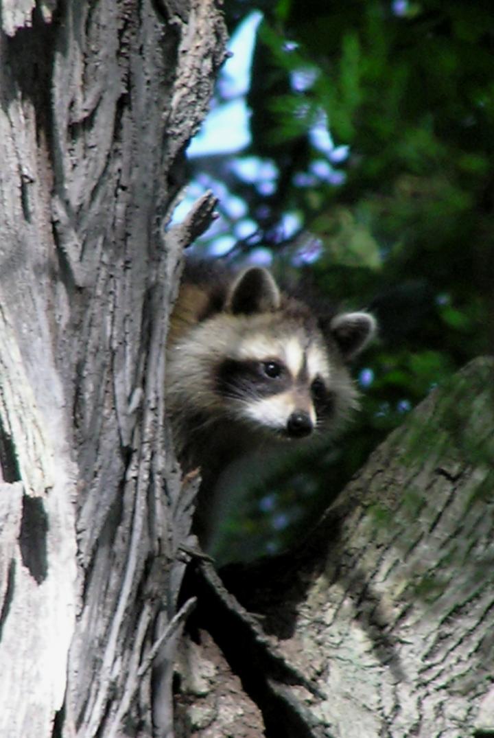 Raccoon in Tree