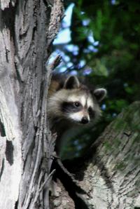 Raccoon in Tree
