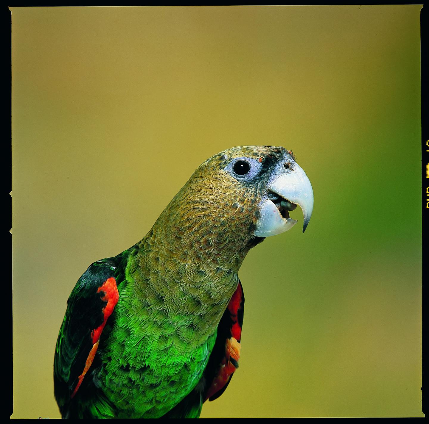 Cape Parrot