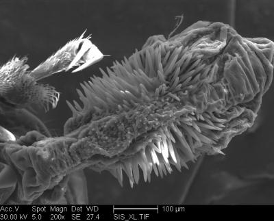 <i>Callosobruchus maculatus</i> male genital (normal)