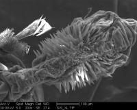<i>Callosobruchus maculatus</i> male genital (normal)