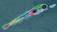 Hunting Behavior of Zebrafish Larvae