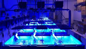 Coral Reef Laboratory, University of Southampton