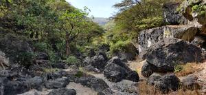 Satyrex ferox's habitat
