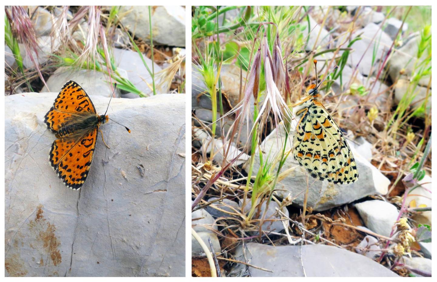 Acentria's Fritillary