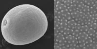 Pollen Grain