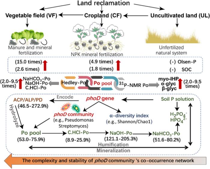 Land reclamation increased organic P fractions and phosphatase activities, and strengthened the co-occurrence networks of phoD community in calcareous soils