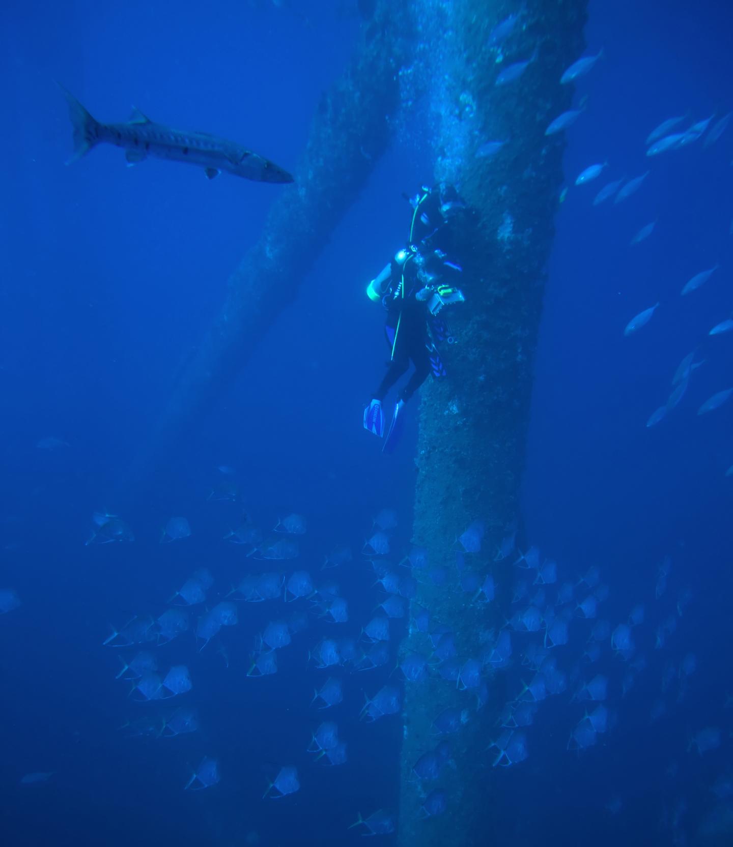 How Fish Minimize Their Visibility To Predators In Open Waters (7 of 12)