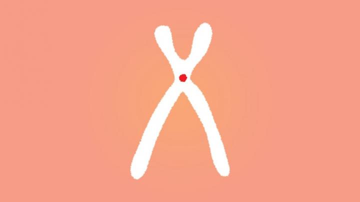 Centromere