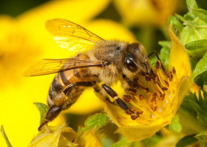 A Honey Bee Feeds on a Flower