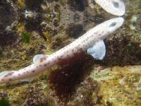 Catshark in the Mirror